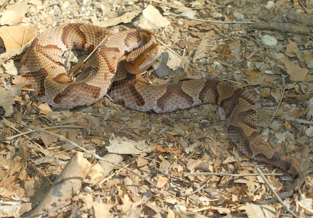 Southern Copperhead.JPG [169 Kb]